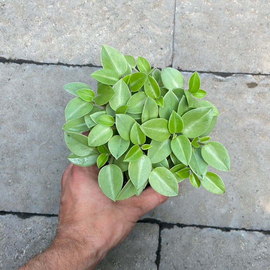 Peperomia Pixie