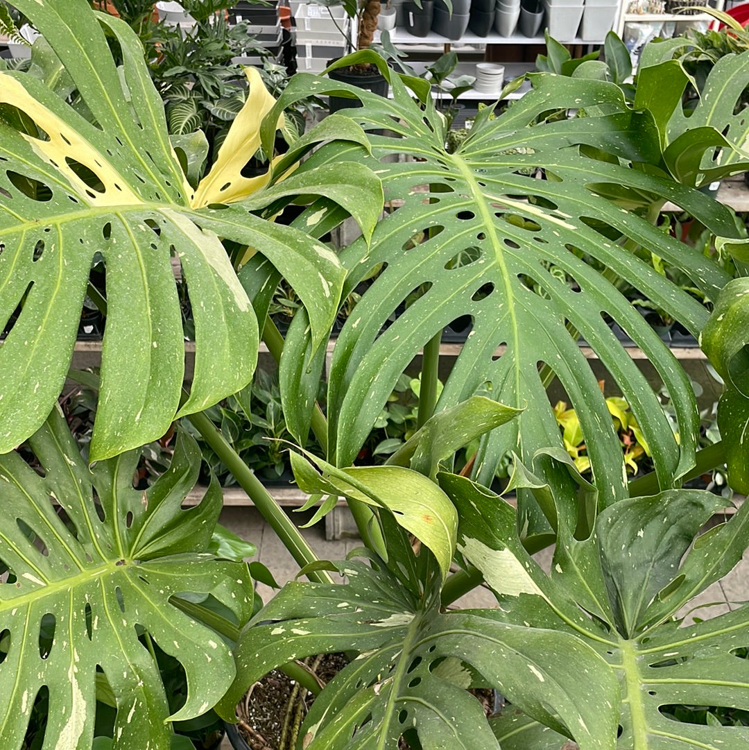 Monstera Thai
