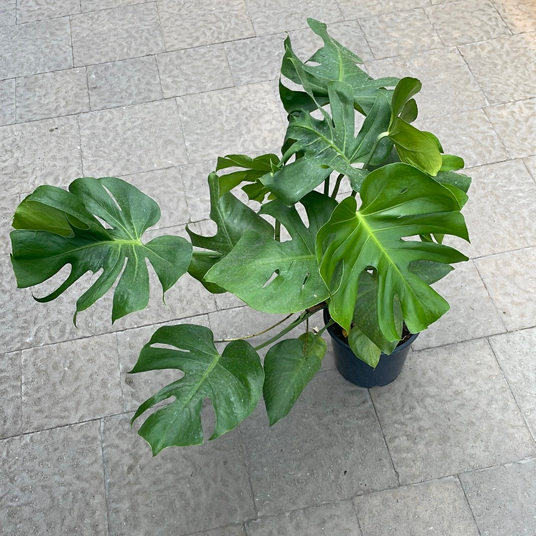Monstera Deliciosa