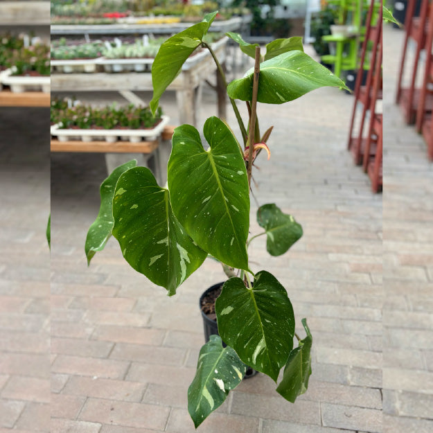 Philodendron erubescens 'White Princess' - Pot 10"