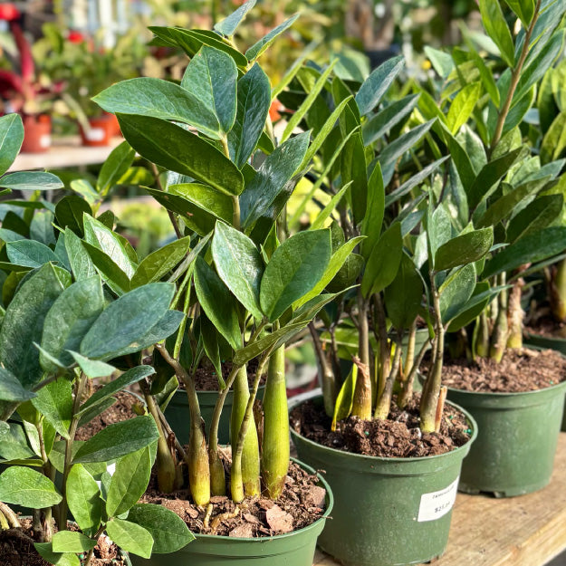 Zamioculcas zamiifolia - Pot 6"