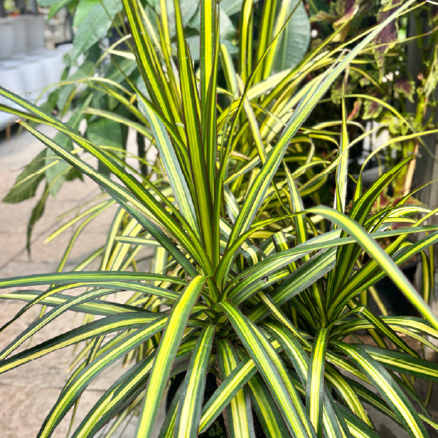 Dracaena deremensis 'Warneckii' (cane 3-2-1) - Pot 10"