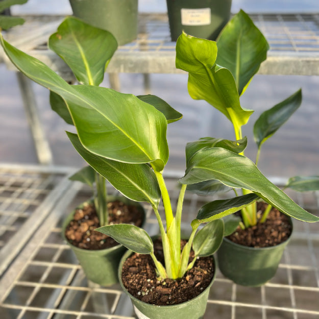 Strelitzia nicolai - Pot 6"