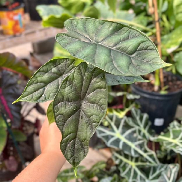 Alocasia 'Dragon Scale' - Pot 4"