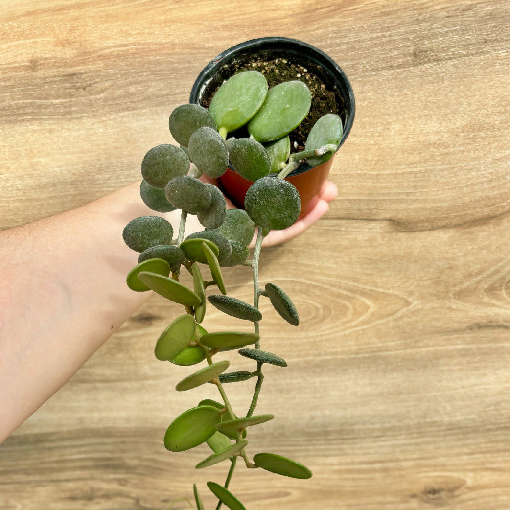 Xerosicyos Danguyi 4''