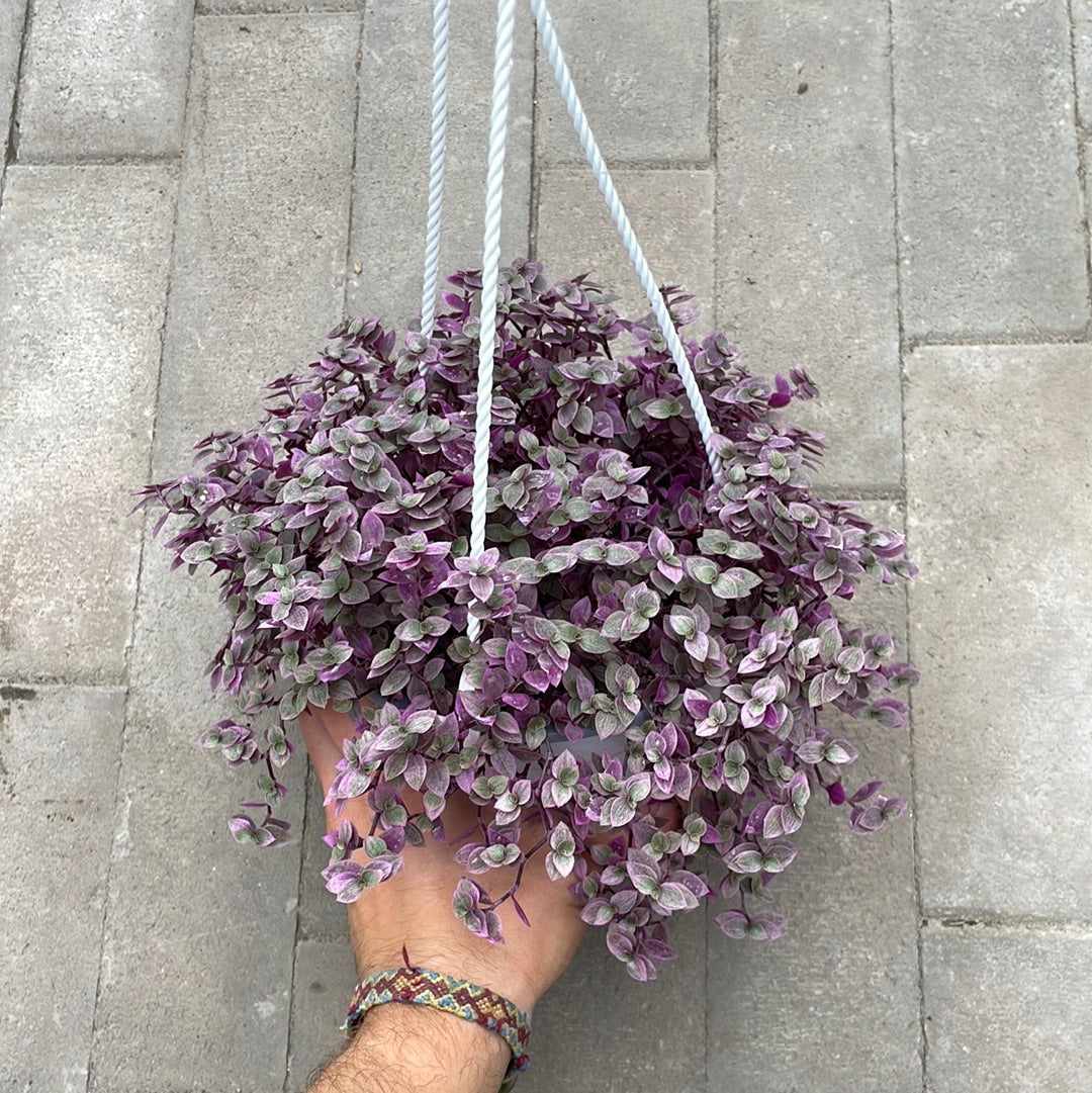Callisia Pink Lady