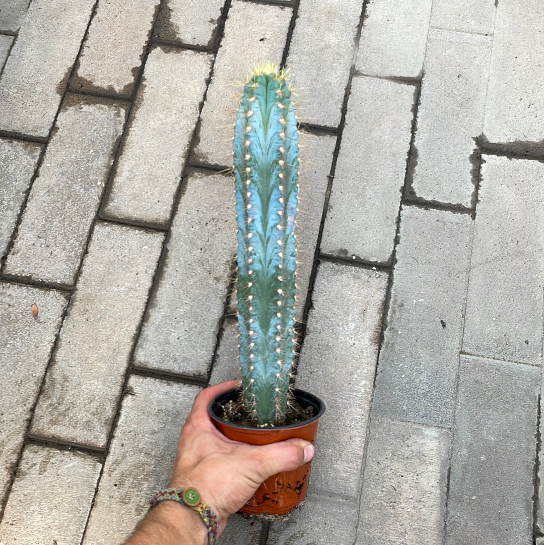 Pilosocereus Azureus