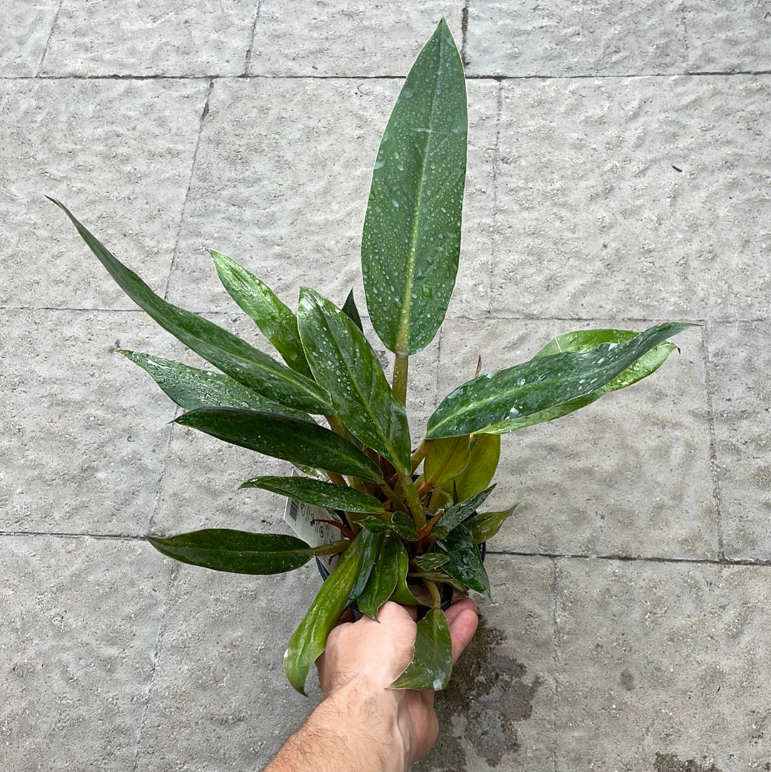 Philodendron Melinonii Green