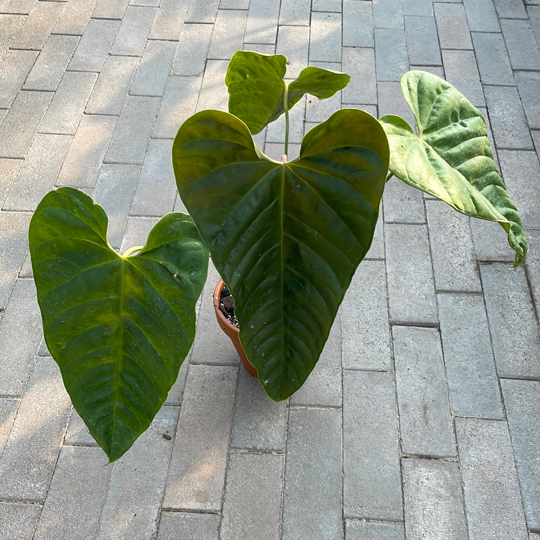 Anthurium Delannayi