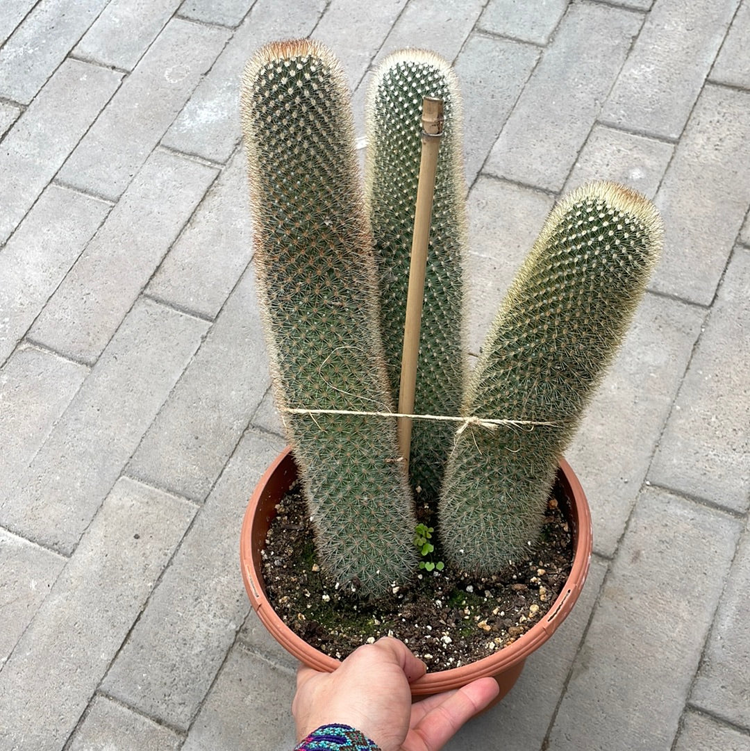 Mammillaria 8”