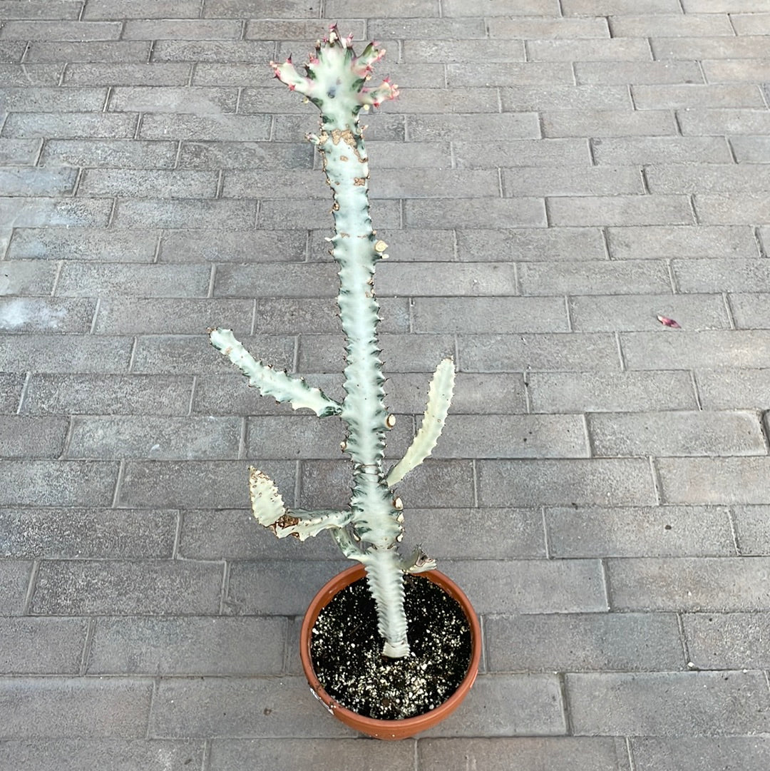 Euphorbia Lactea White Ghost