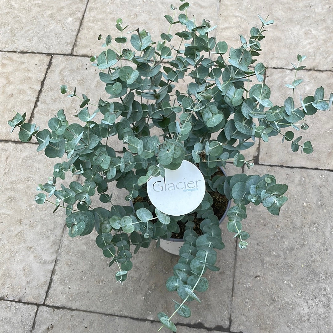 Eucalyptus