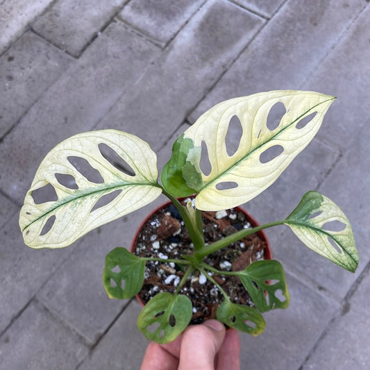 Monstera Archipelago Ghost