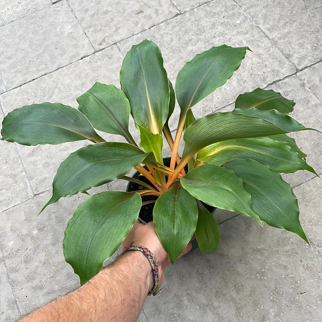 Chlorophytum Mandarin