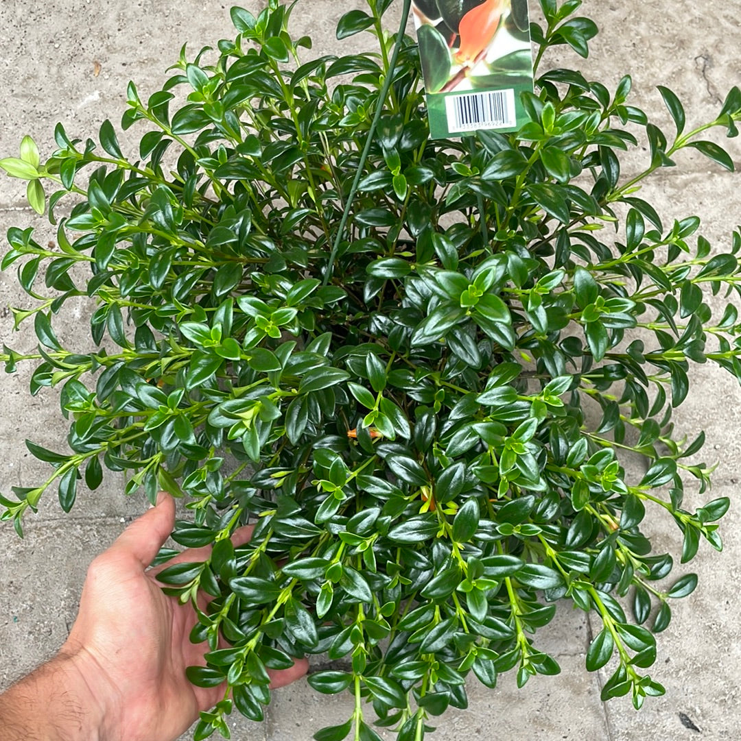 Nemantanthus ( Goldfish )