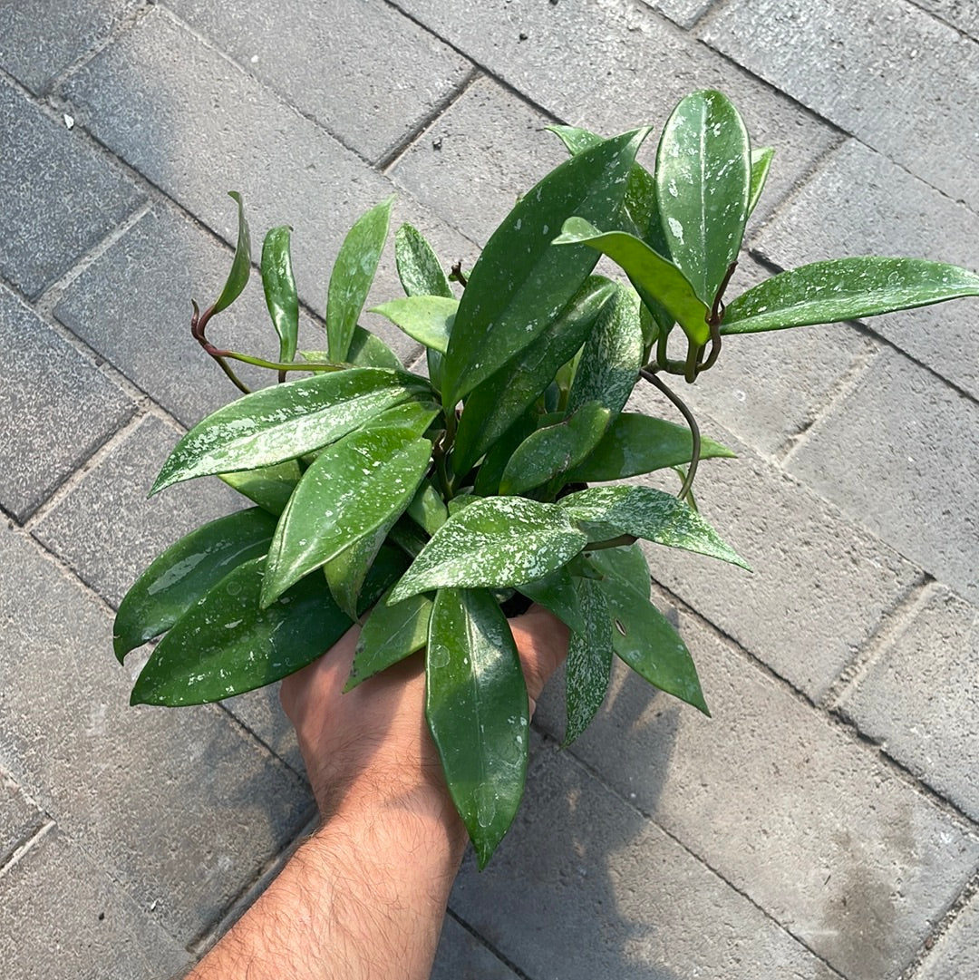 Hoya Pubicalyx