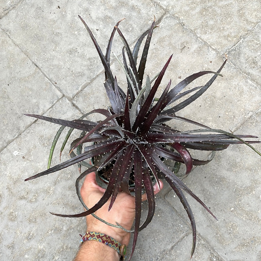 Dyckia Red
