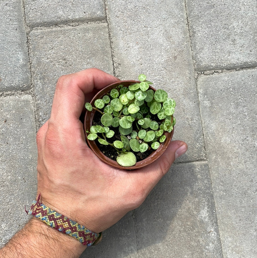 Peperomia Prostrata