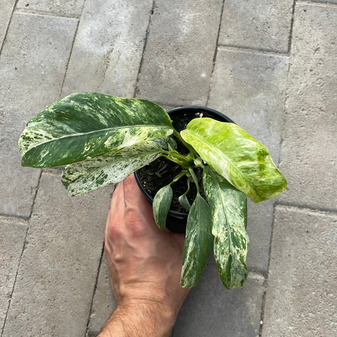 Epipremnum Giganteum Variegata