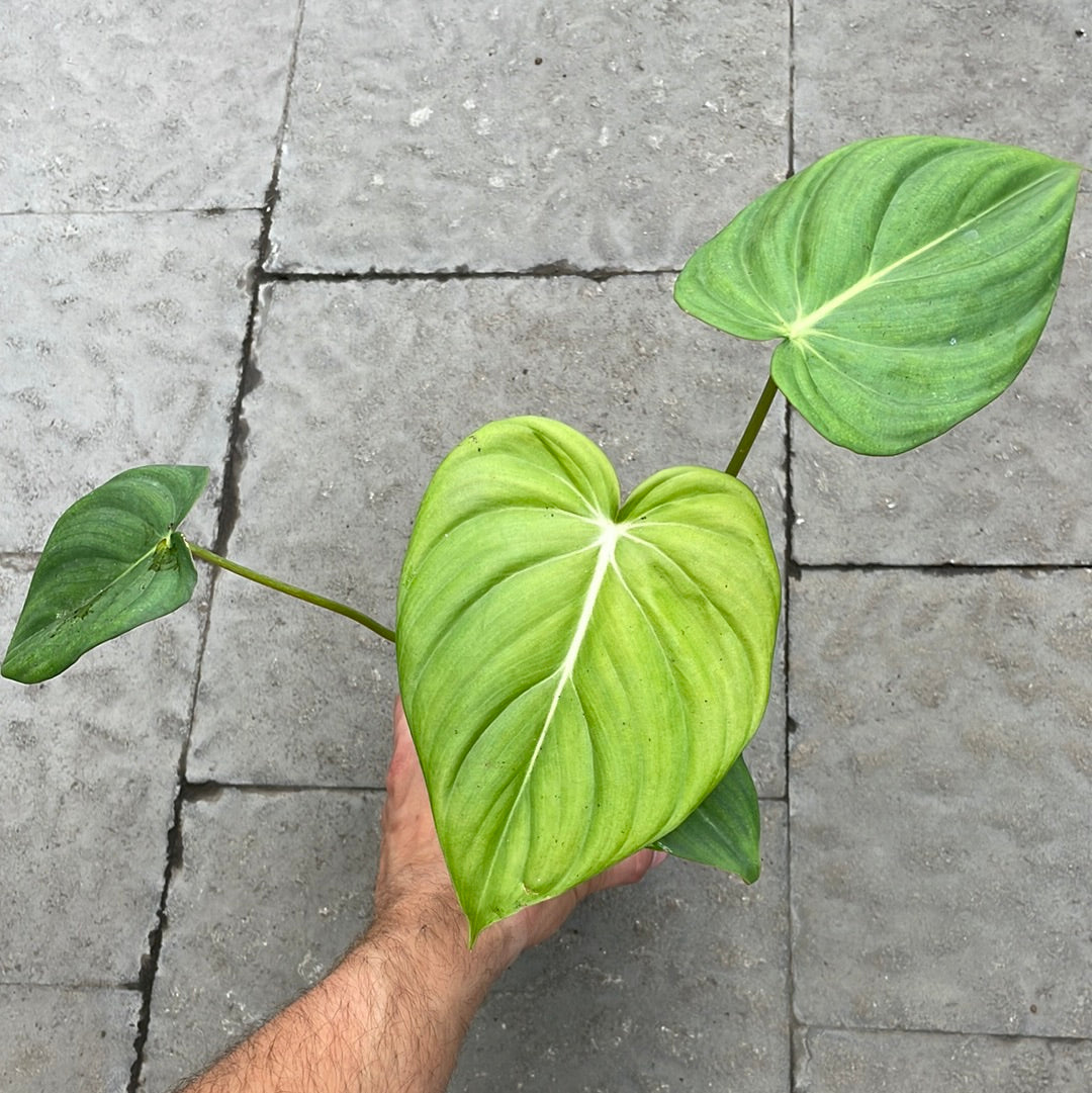 Philodendron McDowell