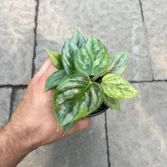 Philodendron Sodiroi Variegata