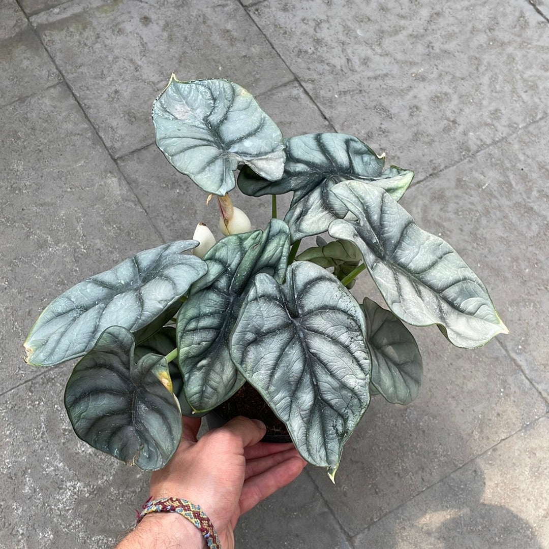 Alocasia Silver Dragon