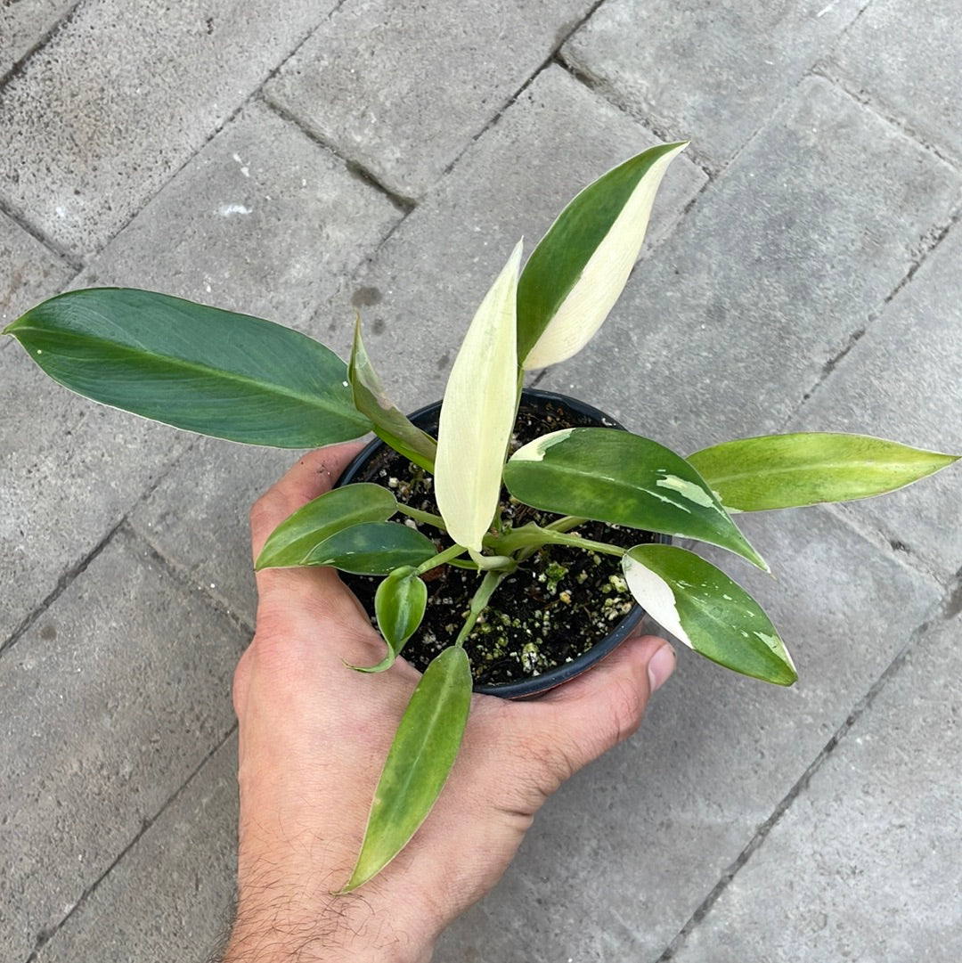 Philodendron Wend Imbe Variegata