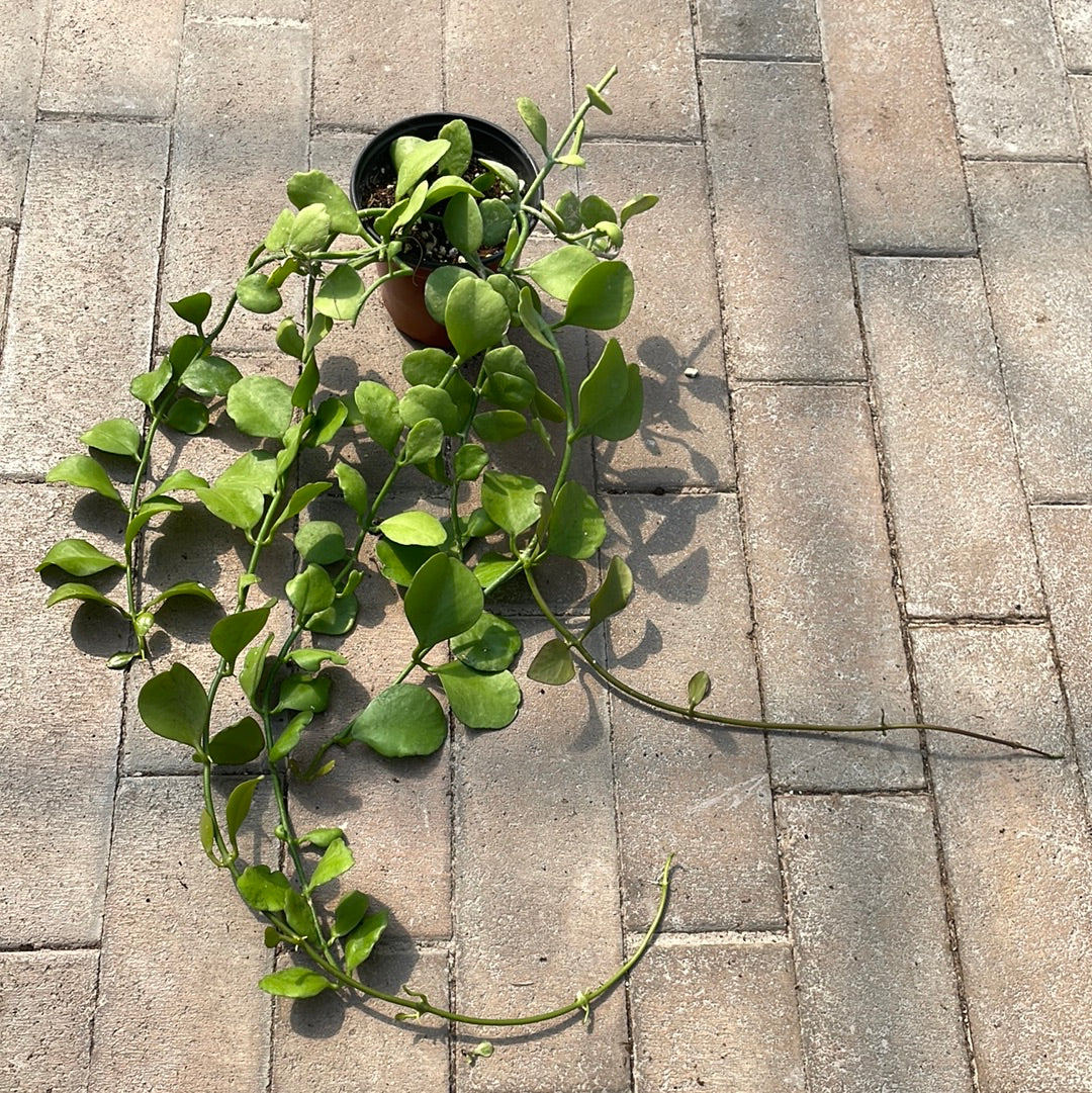Dischidia Imbricata