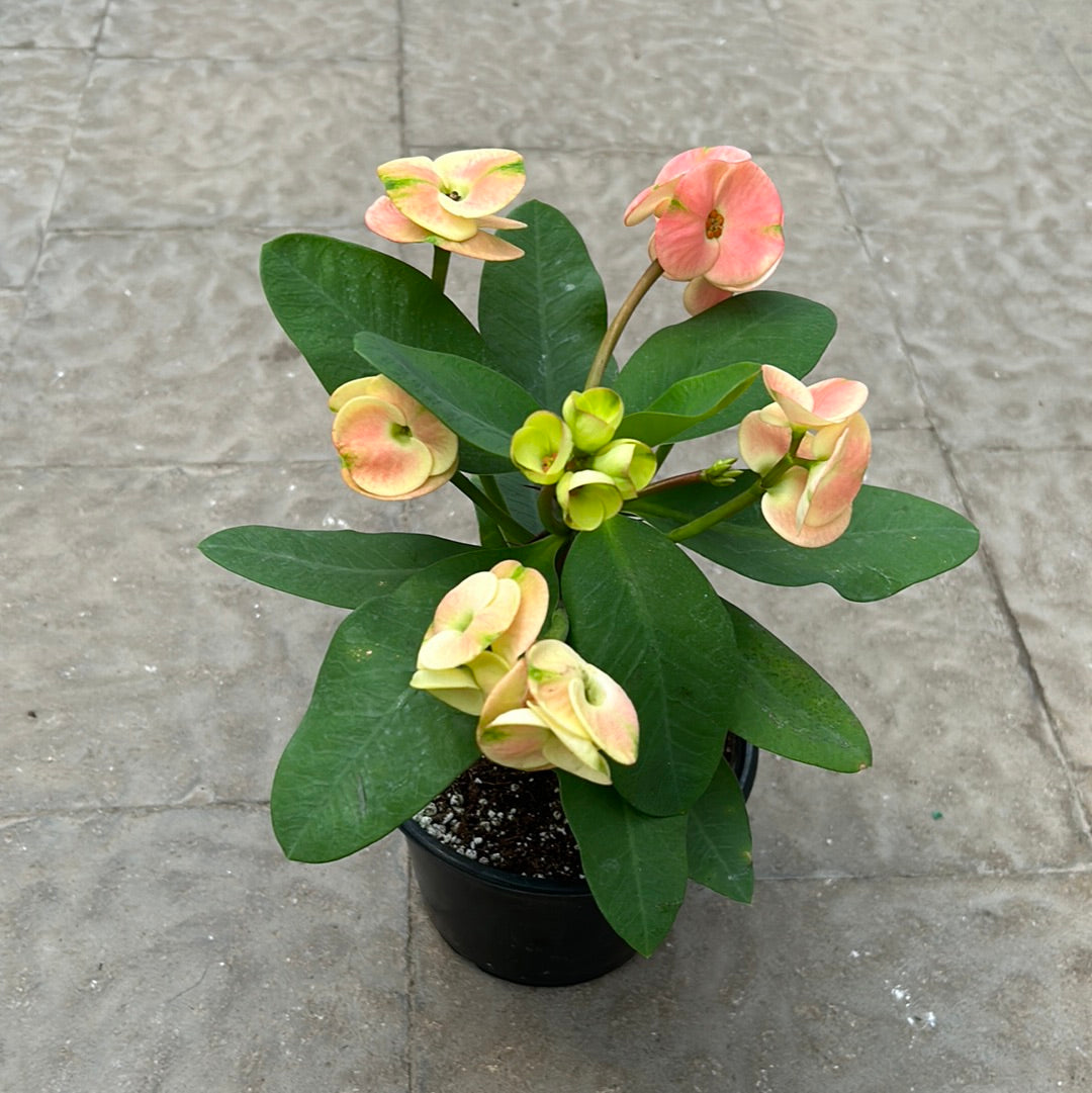 Euphorbia Thai