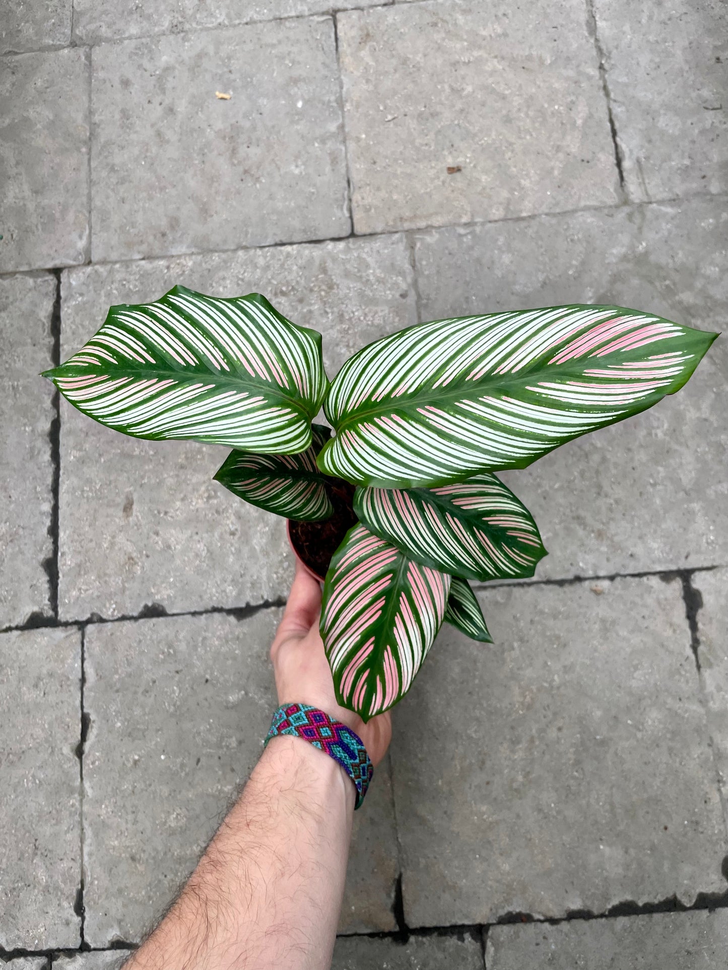 Calathea WhiteStar