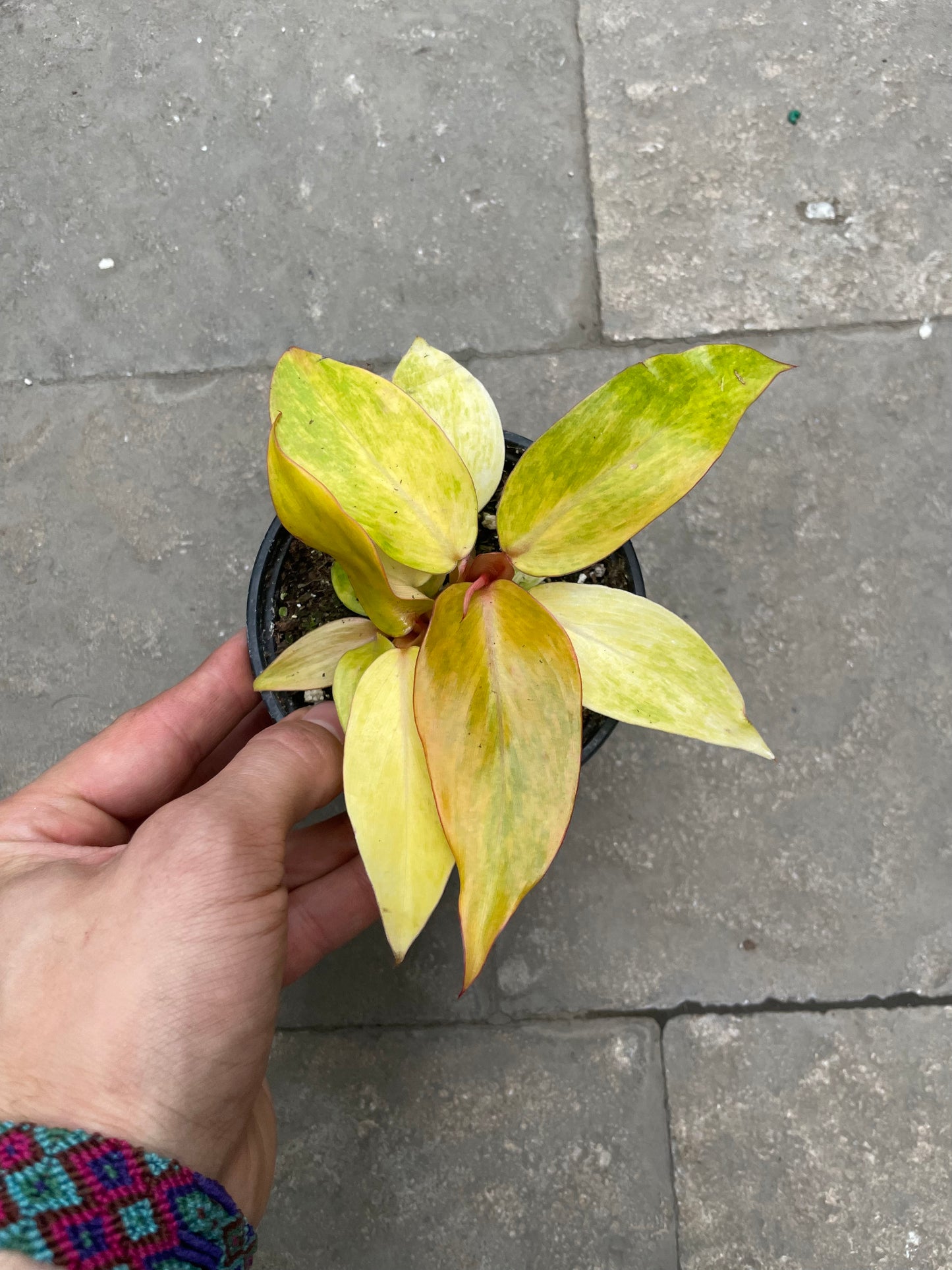 Philodendron Quad Color