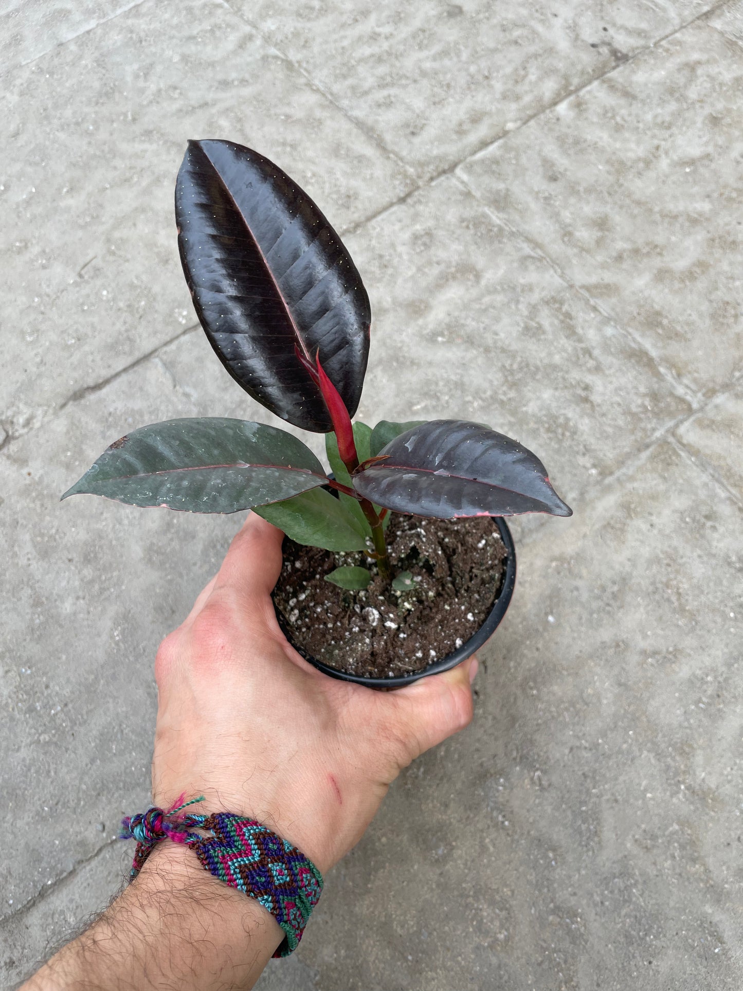 Ficus Elastica Ruby