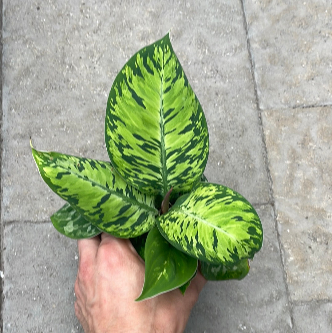Homalomena Camouflage