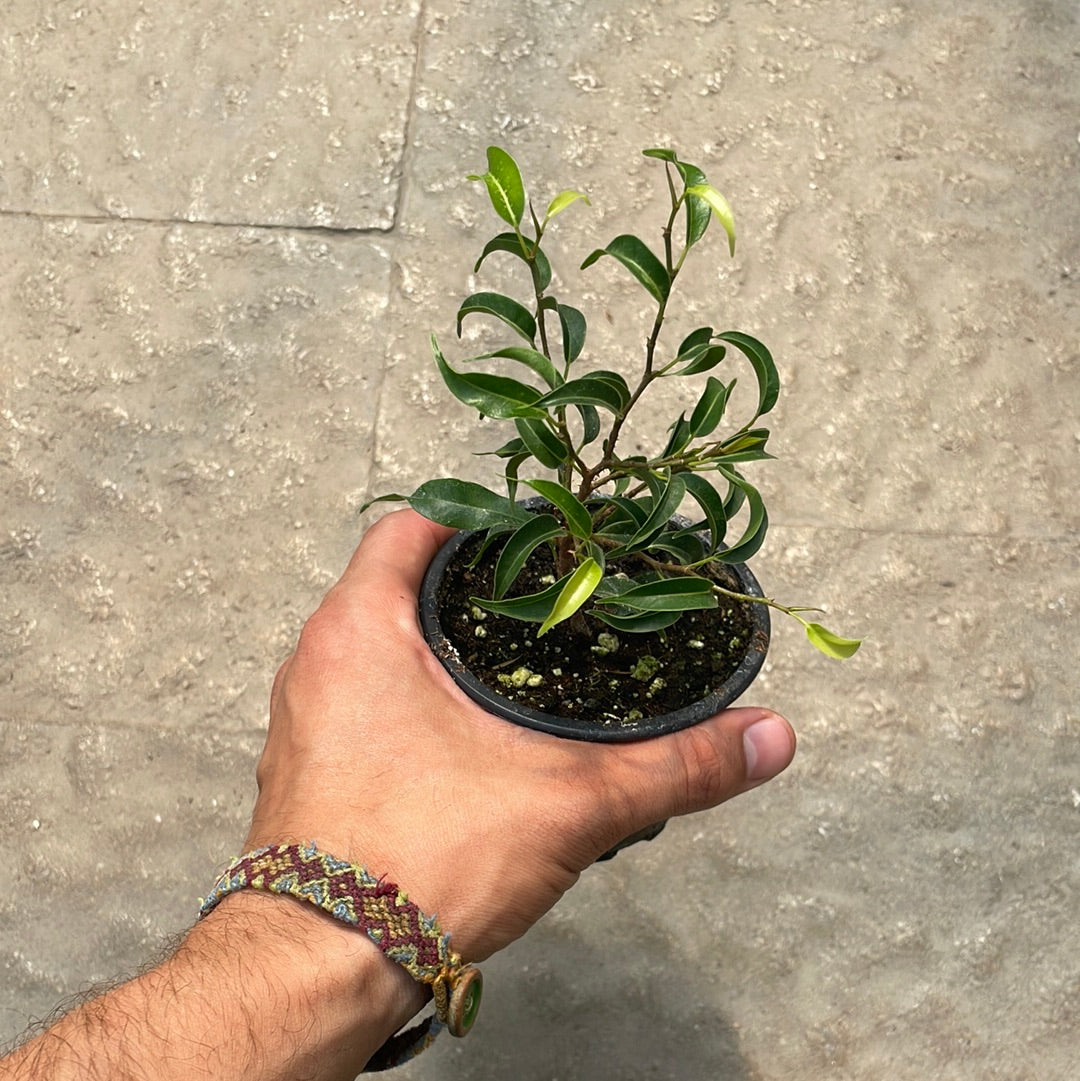 Ficus Benji Too Little