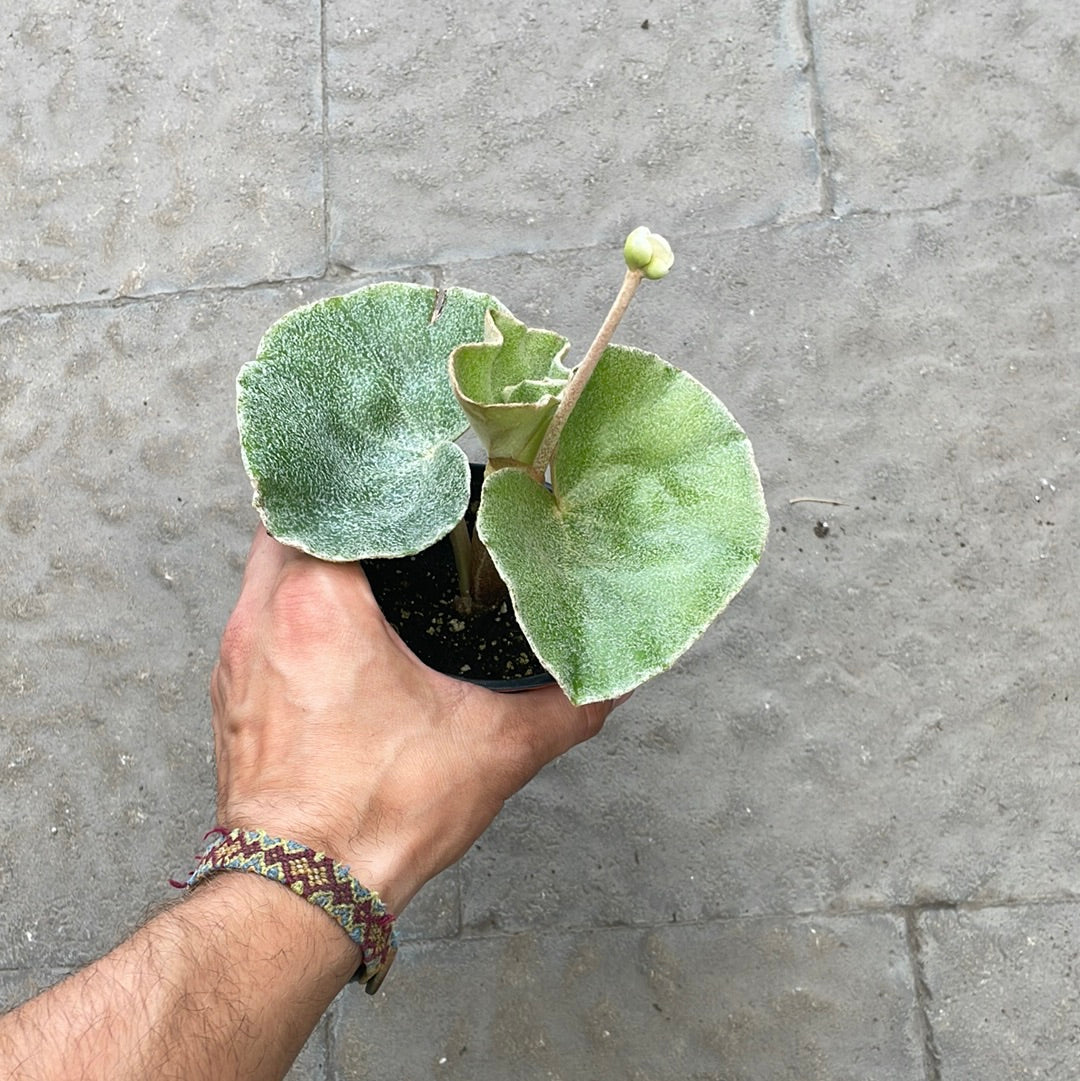 Begonia Venosa