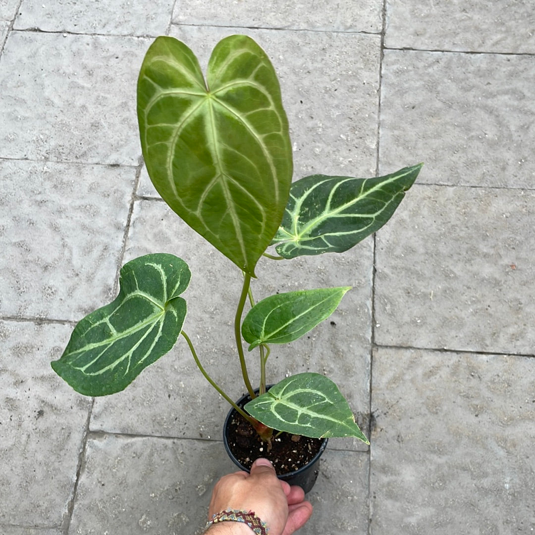 Anthurium Magnificum