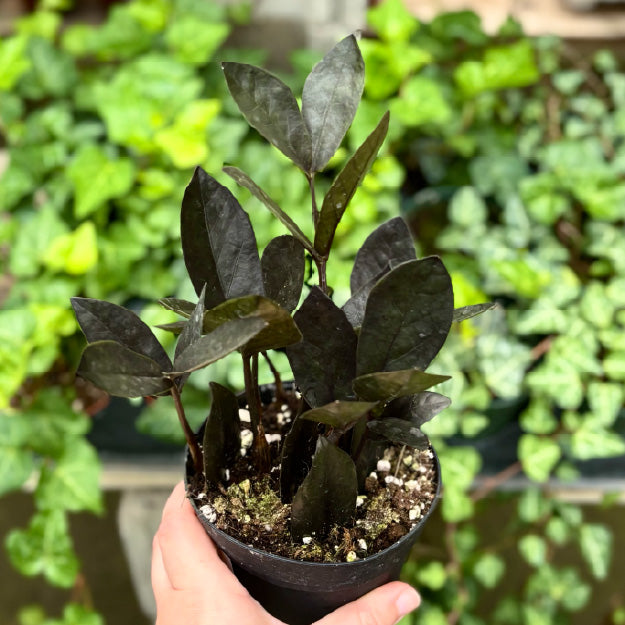 Zamioculcas zamiifolia 'Raven' - Pot 4"