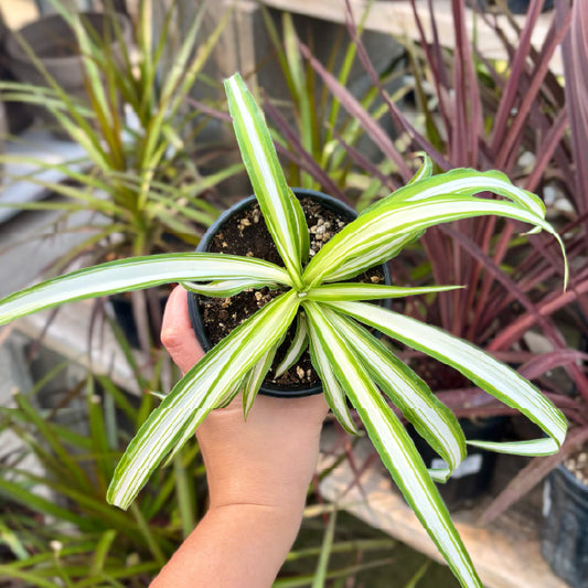 Chlorophytum comosum - Pot 4"