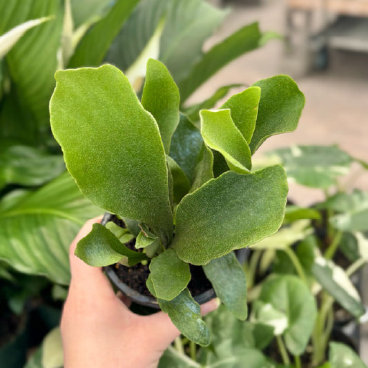 Platycerium bifurcatum - Pot 4"