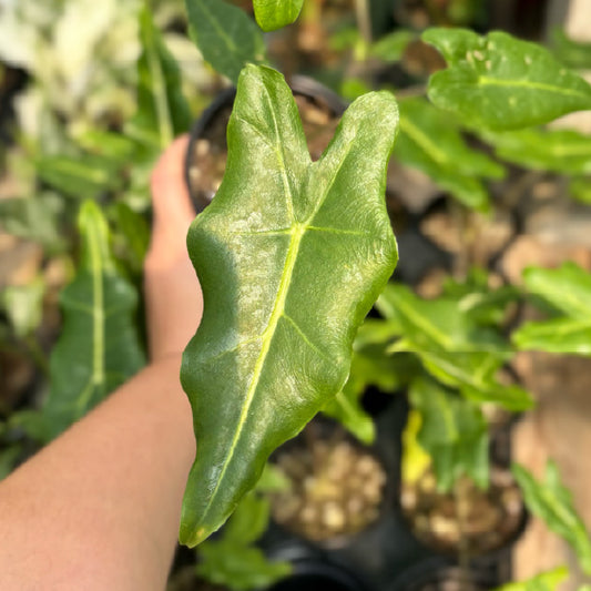 Alocasia 'Sarian' - Pot 4"