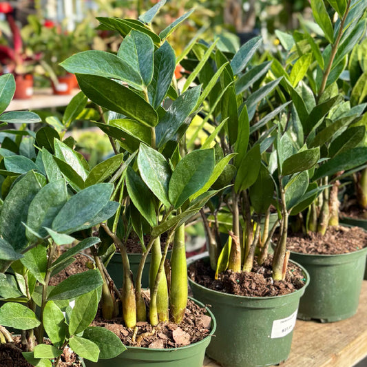 Zamioculcas zamiifolia - Pot 6"