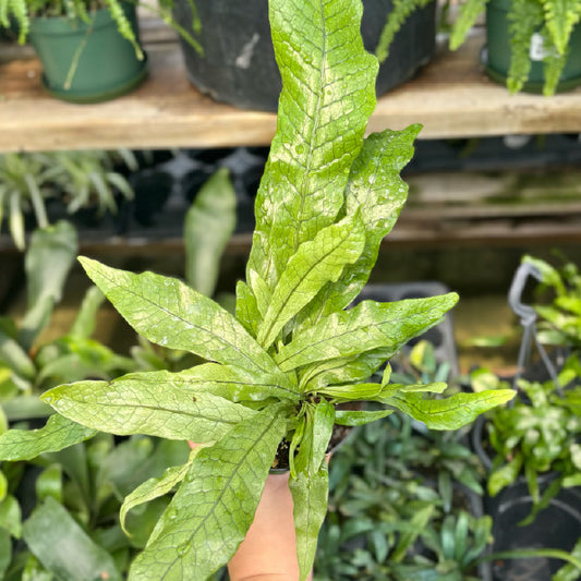 Microsorum musifolium 'Crocodyllus' - Pot 4"