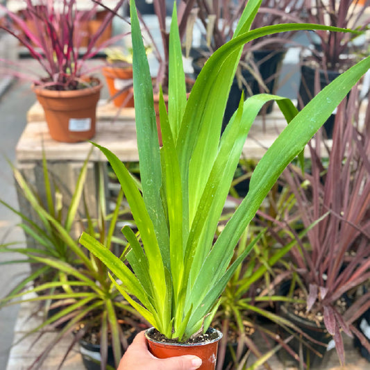 Neomarica gracilis - Pot 4"