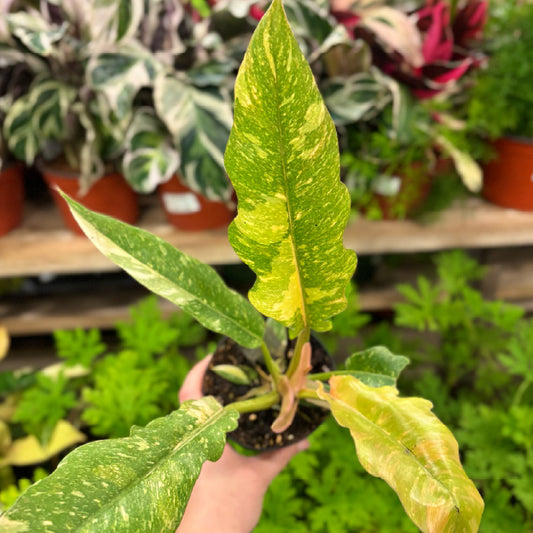 Philodendron 'Ring of Fire' - Pot 4"