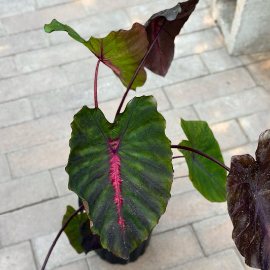 Colocasia 'Redemption' - Pot 6"