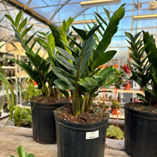 Zamioculcas zamiifolia - Pot 10"