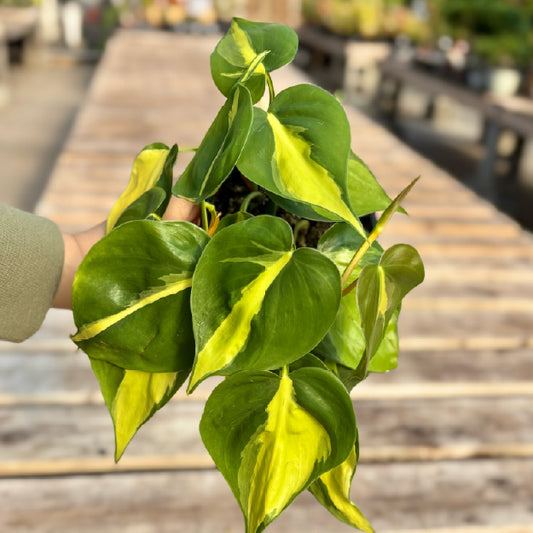 Philodendron hederaceum 'Brasil' - Pot 4"