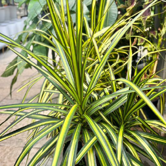 Dracaena deremensis 'Warneckii' (cane 3-2-1) - Pot 10"