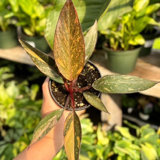 Philodendron 'Orange Princess' - Pot 4"
