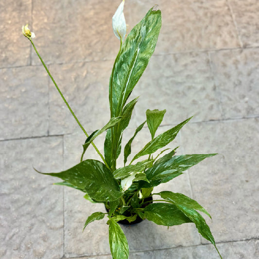Spathiphyllum 'Domino' - Pot 4"